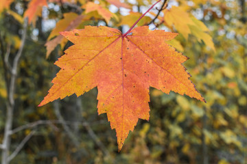 Single Vibrant Maple Leaf in Autumn