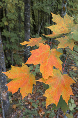 Sugar Maple Leaves in Early Fall