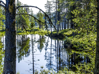 Fototapete bei efototapeten.de bestellen   