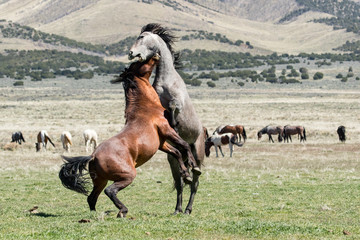 Wild mustang horses sparing in the desert