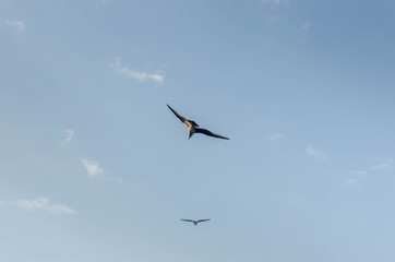 The sea, the seagull