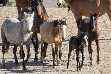 Fototapeta na wymiar Wild mustang foal with herd in desert