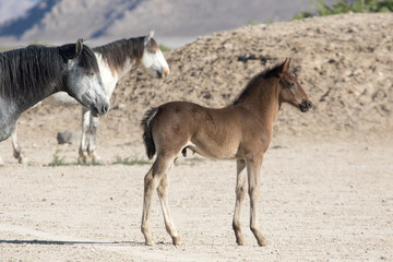 Wild mustang foal with herd in desert