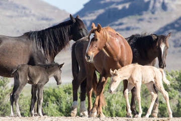 Obraz premium Wild mustang foals with herd in field