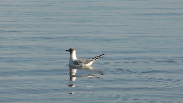 Seagull floating in the sea. Beautiful bird close-up. The wildlife of the planet.