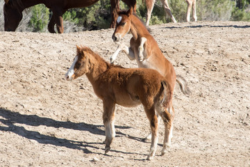 Wild mustang foals playing in desert