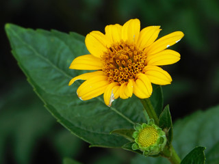 Wedelia flower macro photo.