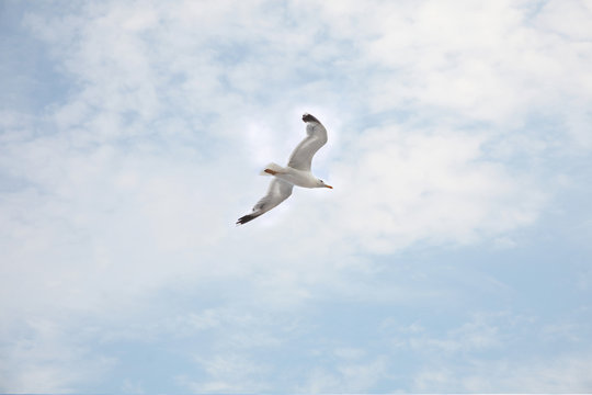 Seagull flying on sky background with clouds