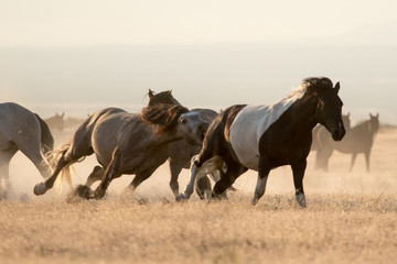 Wild mustang horses running in the desert
