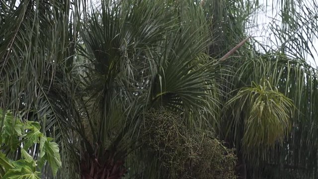 palm trees swaying in rainstorm. A group of plam trees are seen swaying in the wind created by a heavy tropical  rainstorm during rainy season in naples florida, with audio.