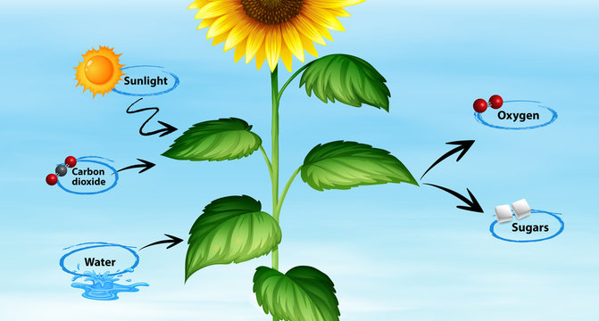 Diagram showing sunflower and photo synthesis