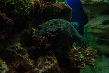 Takifugu rubripes