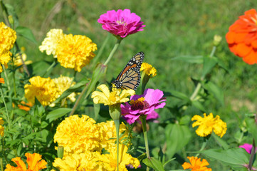 Butterfly landing on a garden of summer wildflowers