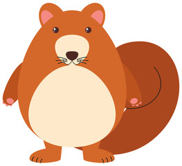 Brown squirrel on white background