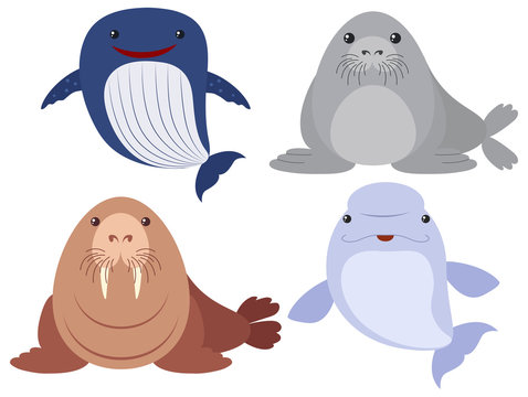 Sea animals on white background