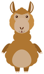 Brown alpaca on white background