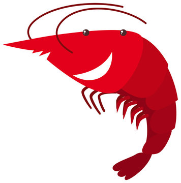 Red shrimp on white background