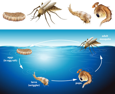 Life cycle of mosquito in the pond