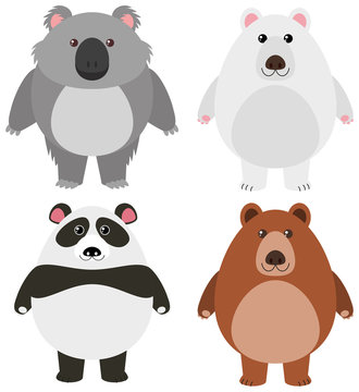 Different kinds of bears on white background