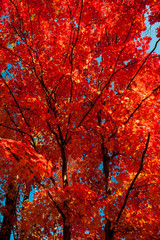 Autumn colorful leaves