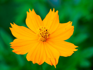 Obraz premium Flower 