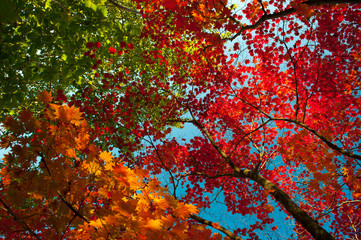 Autumn colorful leaves