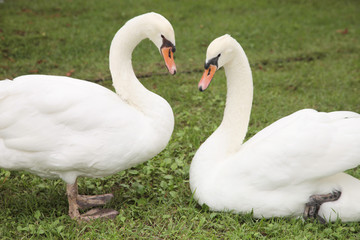 見つめ合う白鳥