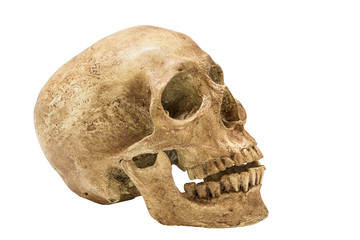 Human Skull isolated on white background