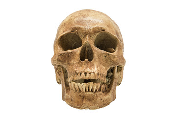 Human Skull isolated on white background