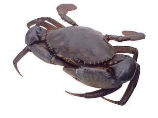 Giant mud crab isolated 