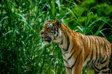 Fototapeta na wymiar siberian tiger