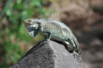 Iguane des Antilles 