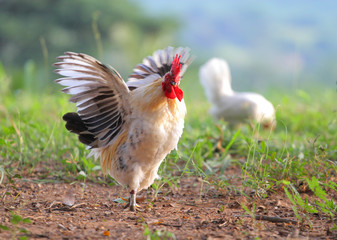 white chicken in the morning.