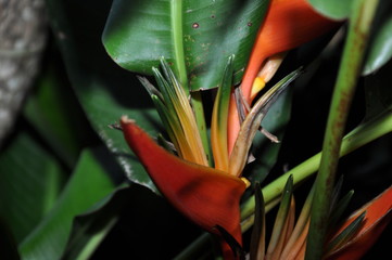 Search Photos Oiseau De Paradis