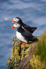 Atlantic Puffin in Latrabjarg cliffs, Iceland.