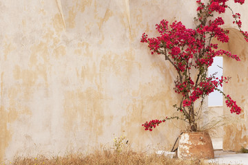 Mediterranean facade with red flowers near door 