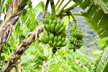 Cultivated banana,two banana in nature,