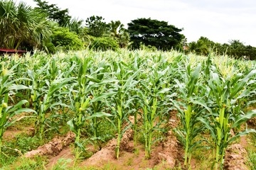 Fototapeta na wymiar Corn field in Thailand