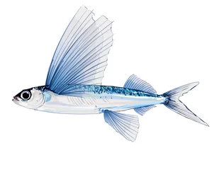Printed kitchen splashbacks Art Studio Flying fish in watercolor