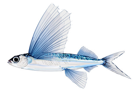 4 802 件の最適な 飛び魚 画像 ストック写真 ベクター Adobe Stock