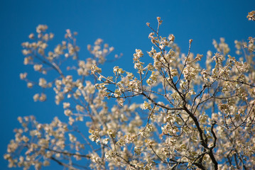 Tree Blossom 