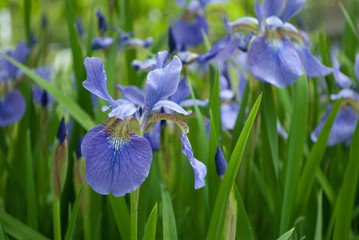 Iris Flower