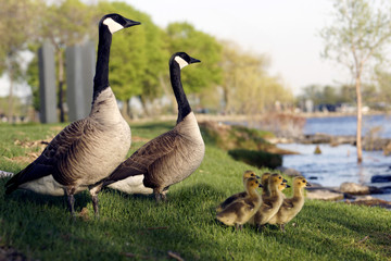 Canadian geese