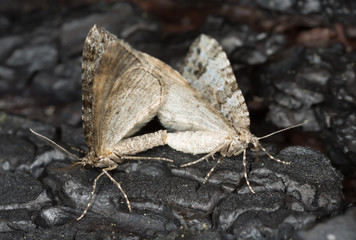 Macro photo of mating pair of twin-spot carpet, Perizoma didymata on burnt pine bark