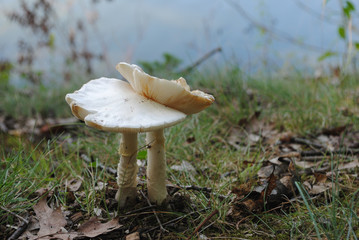 White Mushroom