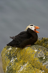 Tufted Puffin (Fratercula cirrhata)