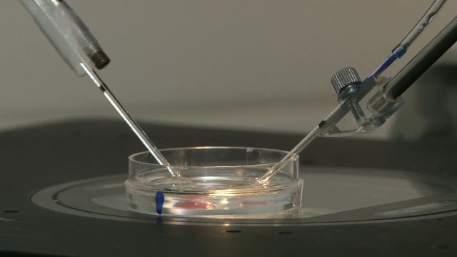 Cell manipulation at a genetics laboratory