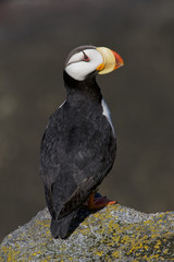 Horned Puffin (Fratercula corniculata)