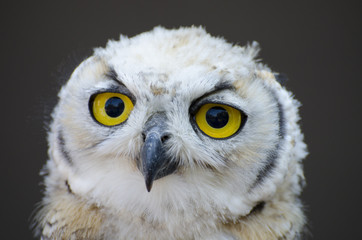 Young Great Horned Owl’s Eyes