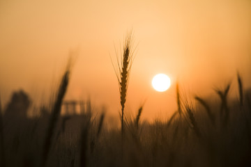 wheat field in the morning - obrazy, fototapety, plakaty